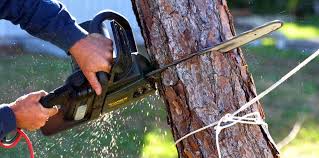 How Our Tree Care Process Works  in  Westchester, IL